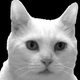Illustration for article titled Weekly/Bi-Monthly Post: LINK THE CAT WANTS YOUR ART